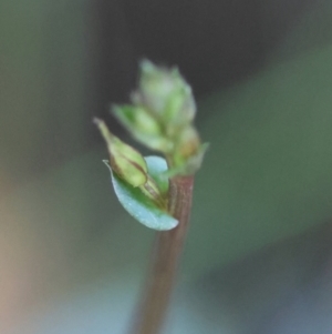 Acianthus sp. at Moruya, NSW - suppressed