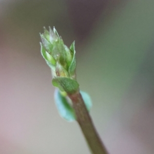 Acianthus sp. at Moruya, NSW - suppressed