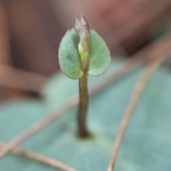 Acianthus sp. at Moruya, NSW - suppressed