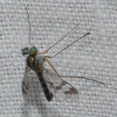 Heteropsilopus ingenuus (A long-legged fly) at Freshwater Creek, VIC - 25 Feb 2024 by WendyEM