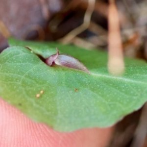 Corybas aconitiflorus at Moruya, NSW - suppressed