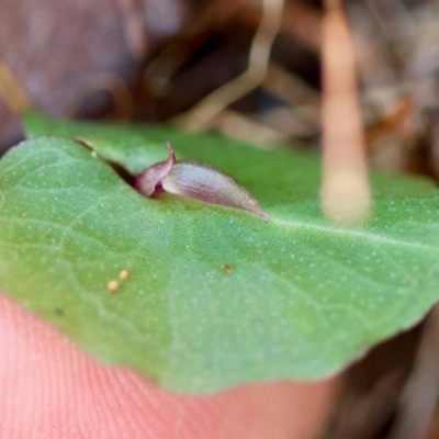 Corybas aconitiflorus (Spurred Helmet Orchid) at Moruya, NSW - 12 Apr 2024 by LisaH