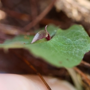 Corybas aconitiflorus at Moruya, NSW - suppressed