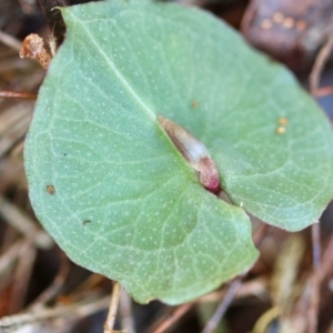 Corybas aconitiflorus at Moruya, NSW - suppressed