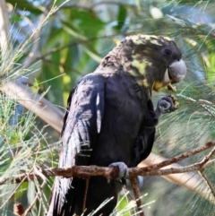 Calyptorhynchus lathami lathami (Glossy Black-Cockatoo) at Broulee Moruya Nature Observation Area - 12 Apr 2024 by LisaH
