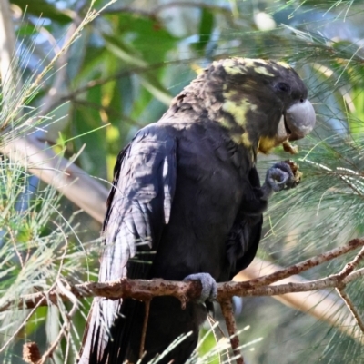 Calyptorhynchus lathami lathami (Glossy Black-Cockatoo) at Broulee Moruya Nature Observation Area - 12 Apr 2024 by LisaH