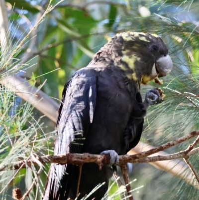 Calyptorhynchus lathami lathami (Glossy Black-Cockatoo) at Moruya, NSW - 12 Apr 2024 by LisaH