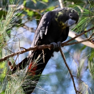 Calyptorhynchus lathami lathami at Moruya, NSW - suppressed