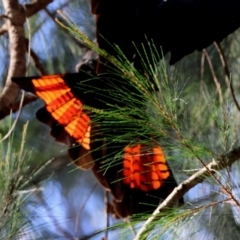 Calyptorhynchus lathami lathami at Moruya, NSW - suppressed