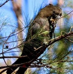 Calyptorhynchus lathami lathami at Moruya, NSW - suppressed