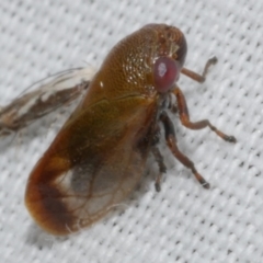 Pectinariophyes stalii (Tube Spittlebug) at Freshwater Creek, VIC - 26 Feb 2024 by WendyEM