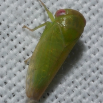 Batracomorphus sp. (genus) (An Iassinae leafhopper) at Freshwater Creek, VIC - 26 Feb 2024 by WendyEM