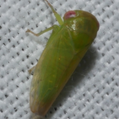 Cicadellidae (family) at WendyM's farm at Freshwater Ck. - 25 Feb 2024 by WendyEM