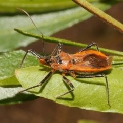 Gminatus australis (Orange assassin bug) at WendyM's farm at Freshwater Ck. - 25 Feb 2024 by WendyEM