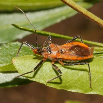 Gminatus australis (Orange assassin bug) at WendyM's farm at Freshwater Ck. - 25 Feb 2024 by WendyEM