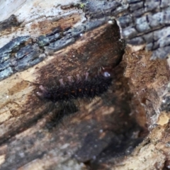 Lithosiini (IMMATURE) at Moruya, NSW - suppressed