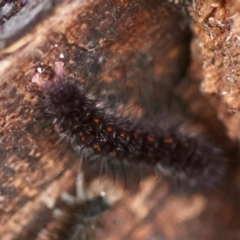 Lithosiini (IMMATURE) at Moruya, NSW - suppressed