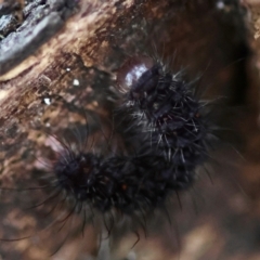 Lithosiini (IMMATURE) at Moruya, NSW - suppressed