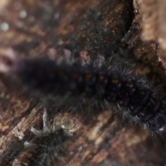 Lithosiini (IMMATURE) at Moruya, NSW - suppressed