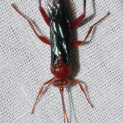 Lissopimpla excelsa (Orchid dupe wasp, Dusky-winged Ichneumonid) at Freshwater Creek, VIC - 25 Feb 2024 by WendyEM