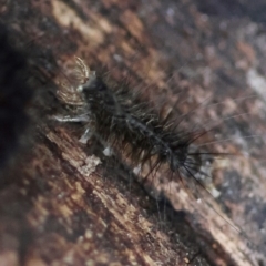 Coleoptera (order) immature at Broulee Moruya Nature Observation Area - 12 Apr 2024 by LisaH