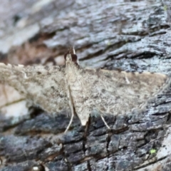 Metasia capnochroa (Smokey Metasia Moth) at Broulee Moruya Nature Observation Area - 12 Apr 2024 by LisaH