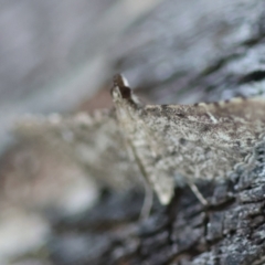 Metasia capnochroa at Moruya, NSW - suppressed