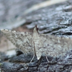 Metasia capnochroa at Moruya, NSW - suppressed