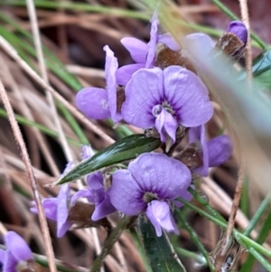 Hovea heterophylla at Tidbinbilla Nature Reserve - 13 Aug 2023 02:40 PM