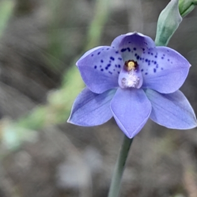 Thelymitra juncifolia (Dotted Sun Orchid) at Yarralumla, ACT - 3 Oct 2023 by Venture