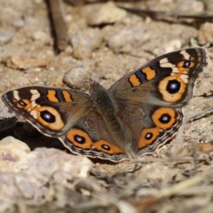 Junonia villida at Namadgi National Park - 12 Apr 2024