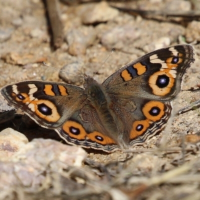 Junonia villida (Meadow Argus) at Tharwa, ACT - 12 Apr 2024 by RodDeb