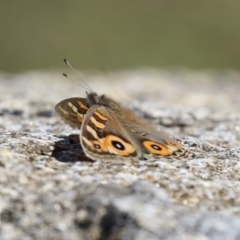 Junonia villida at Namadgi National Park - 12 Apr 2024 01:30 PM