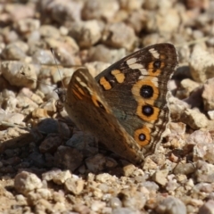 Junonia villida at Namadgi National Park - 12 Apr 2024 01:30 PM