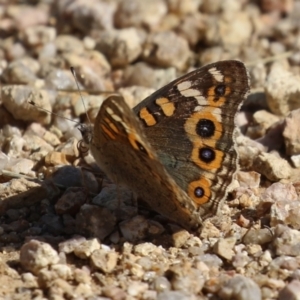 Junonia villida at Namadgi National Park - 12 Apr 2024