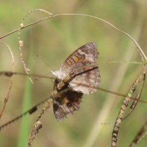 Junonia villida at Namadgi National Park - 12 Apr 2024