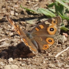 Junonia villida at Namadgi National Park - 12 Apr 2024 01:30 PM