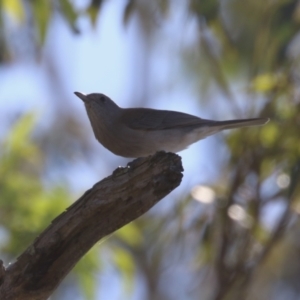 Colluricincla harmonica at Namadgi National Park - 12 Apr 2024