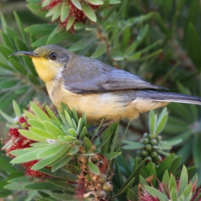 Acanthorhynchus tenuirostris (Eastern Spinebill) at Tharwa, ACT - 12 Apr 2024 by RodDeb