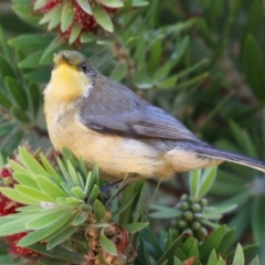 Acanthorhynchus tenuirostris at Namadgi National Park - 12 Apr 2024