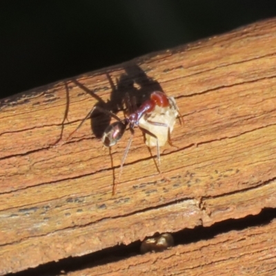 Iridomyrmex purpureus (Meat Ant) at Namadgi National Park - 12 Apr 2024 by RodDeb