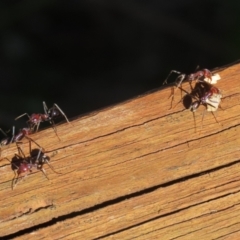 Iridomyrmex purpureus at Namadgi National Park - 12 Apr 2024