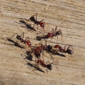 Iridomyrmex purpureus at Namadgi National Park - 12 Apr 2024