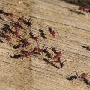 Iridomyrmex purpureus at Namadgi National Park - 12 Apr 2024