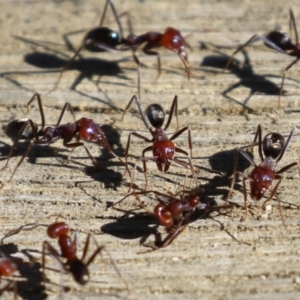 Iridomyrmex purpureus at Namadgi National Park - 12 Apr 2024