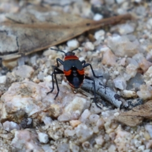 Dindymus versicolor at Namadgi National Park - 12 Apr 2024