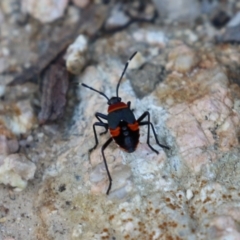 Dindymus versicolor at Namadgi National Park - 12 Apr 2024