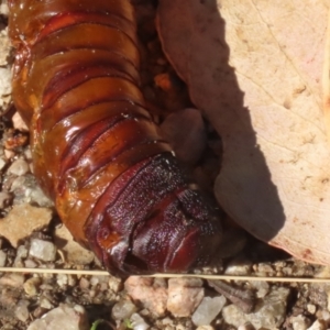 Hepialidae (family) IMMATURES at Namadgi National Park - 12 Apr 2024