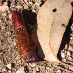 Hepialidae sp. (family) IMMATURES at Namadgi National Park - 12 Apr 2024