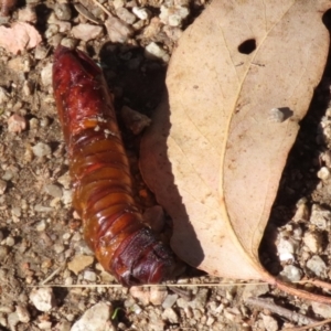 Hepialidae (family) IMMATURES at Namadgi National Park - 12 Apr 2024